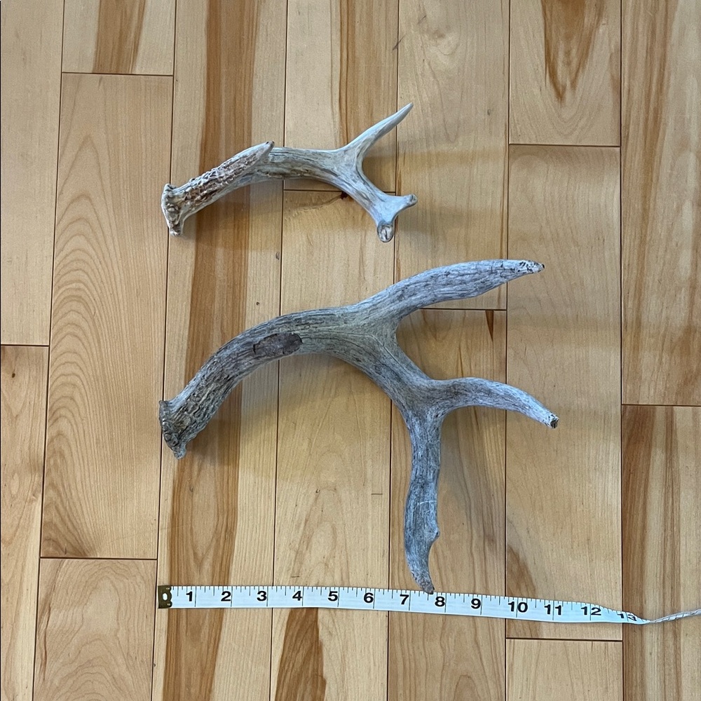 Rustic Antler Wall Decor